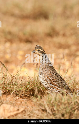 Linn, Texas, Stati Uniti d'America. Femmina Bobwhite settentrionale (Colinus virginianus) passeggiate nell'erba. Foto Stock