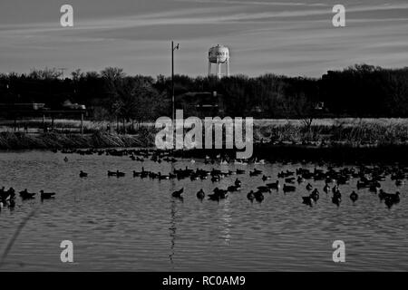 Oche del Canada inverno sono ' appollaiati su Lindsey città pubblico Parco Lago di pesca, Canyon, Texas Foto Stock