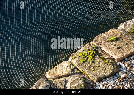 Primo piano della rete proteggendo il pesce in un laghetto in giardino presso una casa in Sheffield South Yorkshire. Foto Stock