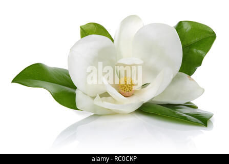 Fiore di Magnolia con foglie isolati su sfondo bianco Foto Stock