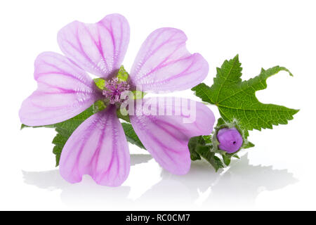 Impianto di malva con fiori e foglie isolati su sfondo bianco Foto Stock