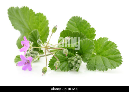 Impianto di malva con fiori e foglie isolati su sfondo bianco Foto Stock