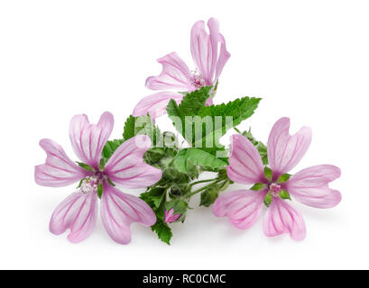 Impianto di malva con fiori e foglie isolati su sfondo bianco Foto Stock