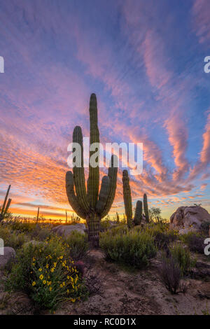 Cardon cactus vicino Cataviña in Valle de Cirios, Baja California, Messico. Foto Stock