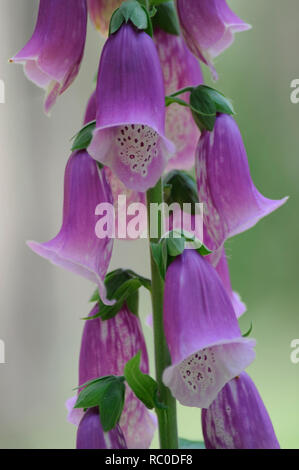 Roter Fingerhut - Digitalis purpurea | viola foxglove - Digitalis purpurea Foto Stock