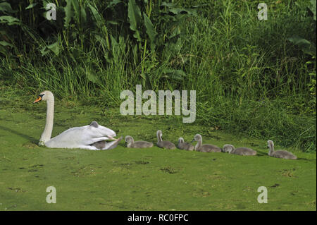 Schwanenpaar mit Küken auf dem Teich Foto Stock