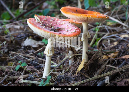 Fly Agaric amanita muscaria funghi in un bosco. Trovato in un parco nella città di Gouda, Paesi Bassi. Foto Stock