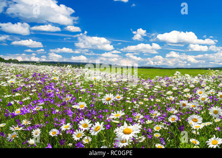 Paesaggio di primavera con la fioritura dei fiori di prato. bianco camomilla e viola bluebells blossom sul campo. summer view di fioritura fiori selvatici in mea Foto Stock