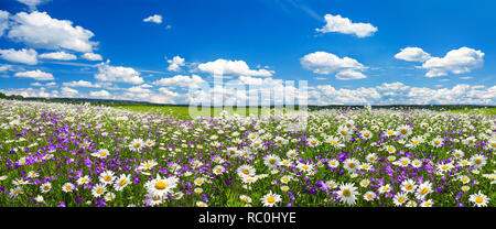 Molla panorama del paesaggio con la fioritura dei fiori di prato. bianco camomilla e viola bluebells blossom sul campo. panoramica vista estiva di fioritura w Foto Stock