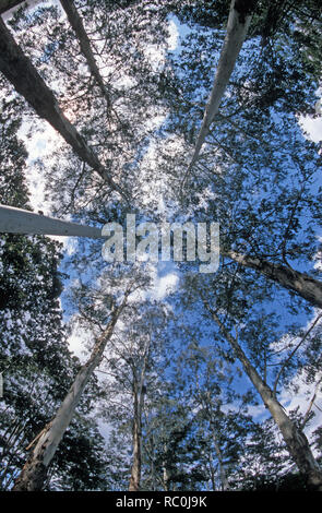 Un riscaldamento globale prospettiva - guardando con skywards australiano torreggianti alberi di gomme per raggiungere il cielo che circonda la scena. Azzurro cielo accompagnati con sparse soffiato nuvole bianche migliora l'immagine cattura il riscaldamento globale. Foto Stock