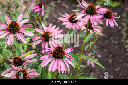 Un intrico di tall, colorate, pungenti capo-Echinacea purpurea (purple coneflowers) crescere in un tardo giardino estivo. Foto Stock