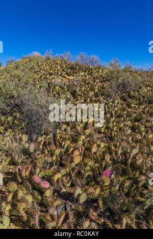 Ficodindia Cactus, Opuntia sp., crescendo in un denso letto naturale sul promontorio lungo la cima di Mesa Trail in El Morro monumento nazionale, Nuovo Messico, U Foto Stock