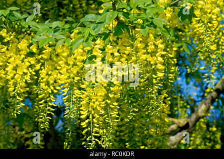 Il Maggiociondolo MAGGIOCIONDOLO (anagyroides), un colpo di un ramo di albero in pieno fiore. Foto Stock