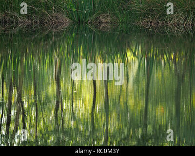 Vegetazione marginale riflette ancora in piscina di acqua crea astratti modelli di verde a Foulshaw Moss riserva naturale in Cumbria, England, Regno Unito Foto Stock