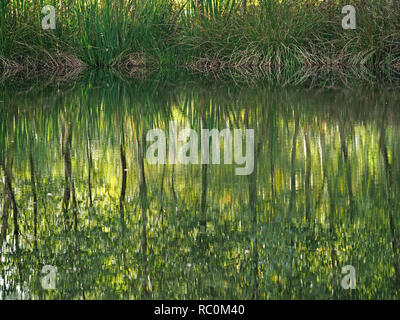 Vegetazione marginale riflette ancora in piscina di acqua crea astratti modelli di verde a Foulshaw Moss riserva naturale in Cumbria, England, Regno Unito Foto Stock