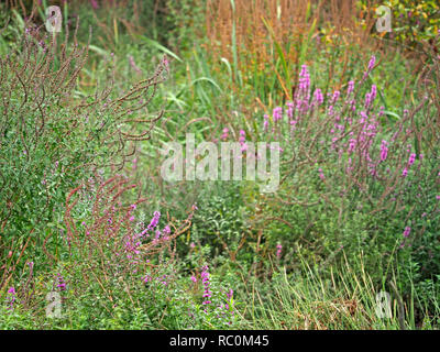 Sfumature di oro verde e viola vegetazione creano un disegno astratto come un arazzo naturale a Adel Dam riserva naturale nel West Yorkshire , Inghilterra, Regno Unito Foto Stock