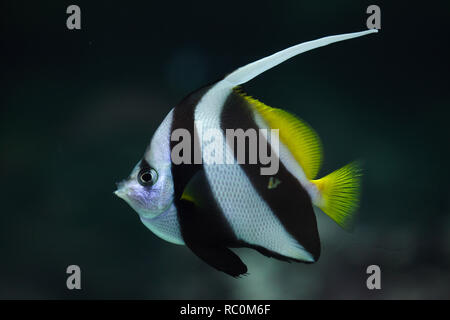 Pennant coralfish (Heniochus acuminatus), anche noto come la barriera corallina bannerfish o cocchiere. Foto Stock