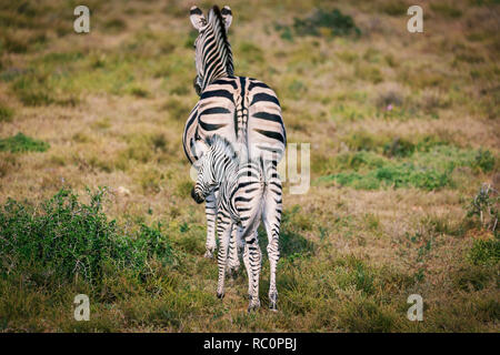 Zebra puledro e madre camminare insieme nel Parco Nazionale di Addo Foto Stock