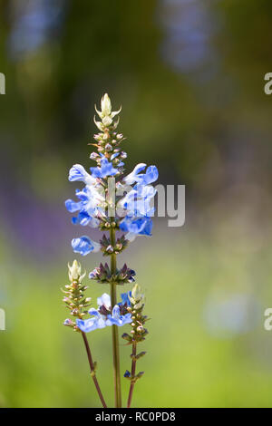 La Salvia leucantha, o bussola salvia, nella varietà Anthony Parker. Foto Stock