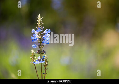 La Salvia leucantha, o bussola salvia, nella varietà Anthony Parker. Foto Stock