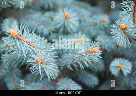 Picea pungens. Abeti, Foto Stock