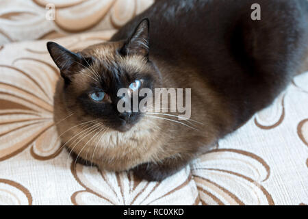 Ritratto del gatto siamese gatto. Gli occhi blu di un gatto Foto Stock