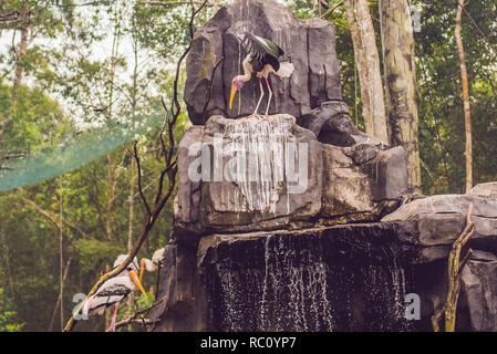 La fauna selvatica e la foresta pluviale tropicale esotici uccelli in un parco degli uccelli. Foto Stock