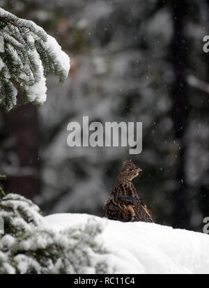 Gallo ruffed in una foresta di conifere durante una tempesta di neve in inverno. Yaak Valley nelle Purcell Mountains, Montana nord-occidentale. (Foto di Randy Beacham) Foto Stock