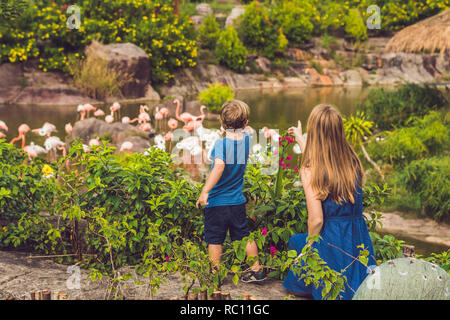 Madre e figlio stanno guardando il gregge di uccelli, di fenicotteri rosa su un laghetto. Foto Stock