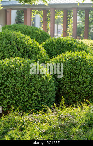 Le sfere di legno di bosso tagliato in forma di fronte a un corridoio arcade Foto Stock