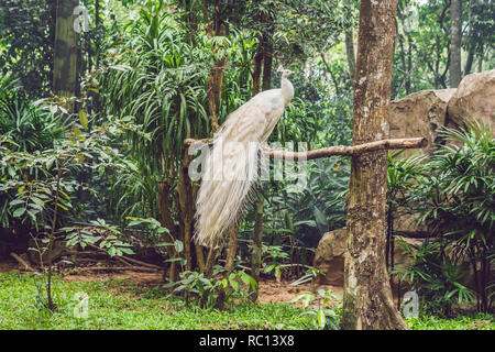 White peacock seduto su un ramo nel parco Foto Stock