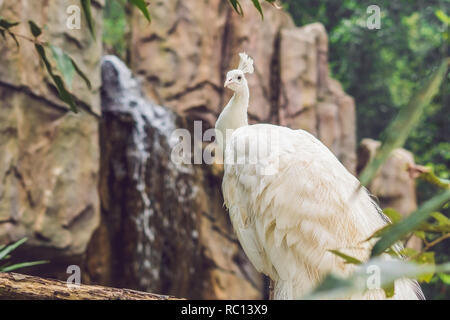 White peacock seduto su un ramo nel parco Foto Stock