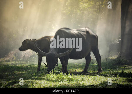 Buffalo nella campagna di campo / animale mammifero mucche al pascolo nero bufalo asiatico acqua in thai Foto Stock