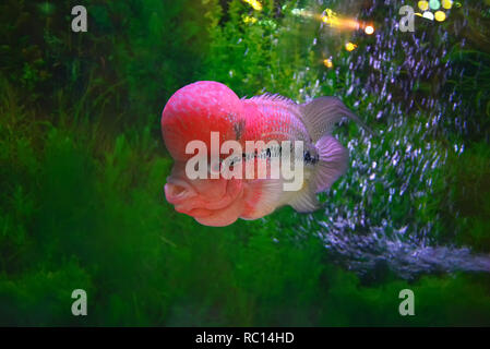 Incroci cichlid pesce / colorate di rosso incroci cichlid pet maschio pesce bel pesce Cichlidae louhan -flowerhorn pesci di nuoto sott'acqua serbatoio aqu Foto Stock