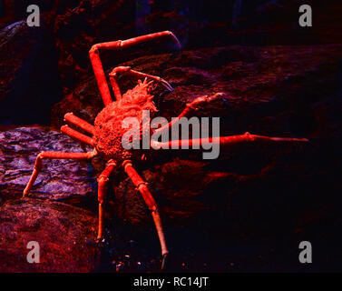 Il ragno gigante / granchio gigante giapponese crab nuoto sott'acqua aquariumun - Granseola Macrocheira kaempferi su roccia ocean Foto Stock