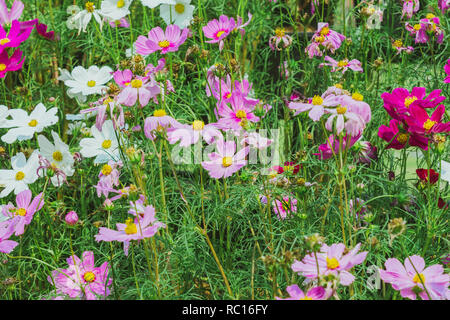 Colorato di zolfo Cosmos fiori su un rack decorare nel parco. Foto Stock