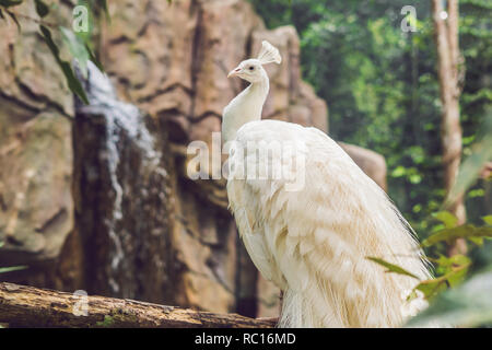 White peacock seduto su un ramo nel parco Foto Stock