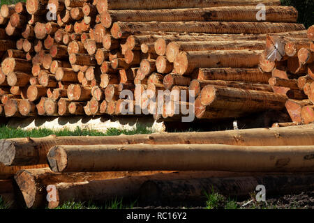 Impilati in legno di abete rosso, registri, scortecciato, Germania Foto Stock