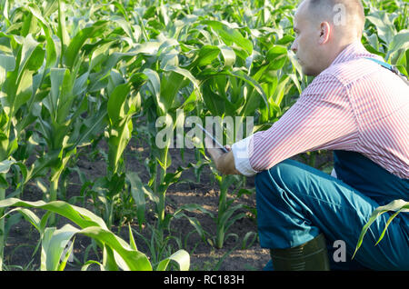 Contadino con computer tablet ispezione campo di mais estate giornata di sole Foto Stock