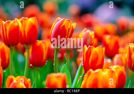 Il rosso giallo campi di tulipani sono densamente blooming Foto Stock