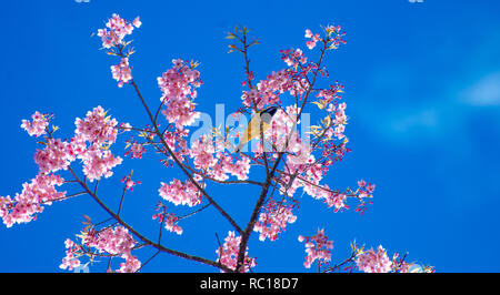 Uccello Giallo sfondo blu appollaiato sui rami Sakura Foto Stock