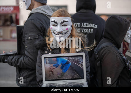 Brentwood, Essex, Regno Unito. Il 13 gennaio 2019. Un cubo di verità protestare in Brentwood High Street da anonimo per i senza voce; un gruppo promuovere il veganismo e il benessere degli animali. I computer portatili e schermi video spettacolo desolante di filmati di presunta crudeltà nei confronti degli animali. Credit Ian Davidson/Alamy Live News Foto Stock