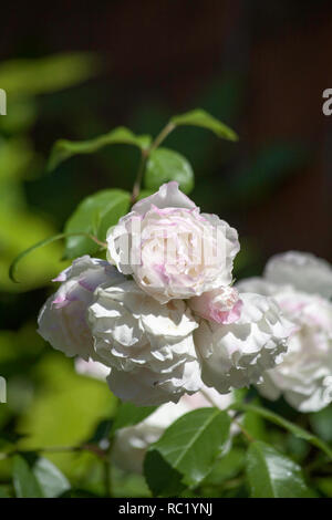 Rose Joie de Vivre che cresce in giardino in un giorno di estate cheshire england Foto Stock