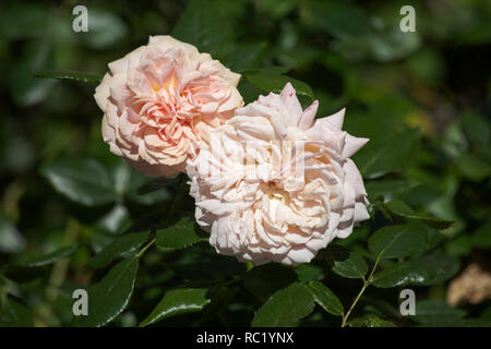 Rose Joie de Vivre che cresce in giardino in un giorno di estate cheshire england Foto Stock