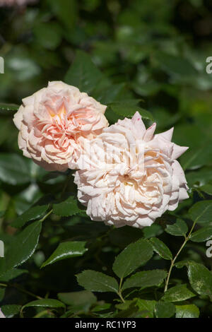 Rose Joie de Vivre che cresce in giardino in un giorno di estate cheshire england Foto Stock