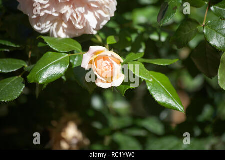 Rose Joie de Vivre che cresce in giardino in un giorno di estate cheshire england Foto Stock