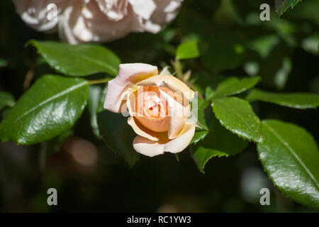 Rose Joie de Vivre che cresce in giardino in un giorno di estate cheshire england Foto Stock