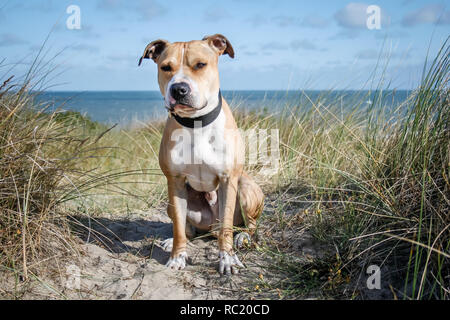 Pit Bull Terrier verticale sul Mare del Nord a Ostenda Foto Stock