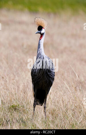 Bella Grey Crowned Crane fotografato nella savana del Kenya Foto Stock