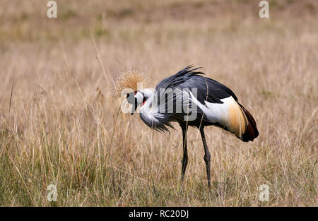 Bella Grey Crowned Crane fotografato nella savana del Kenya Foto Stock